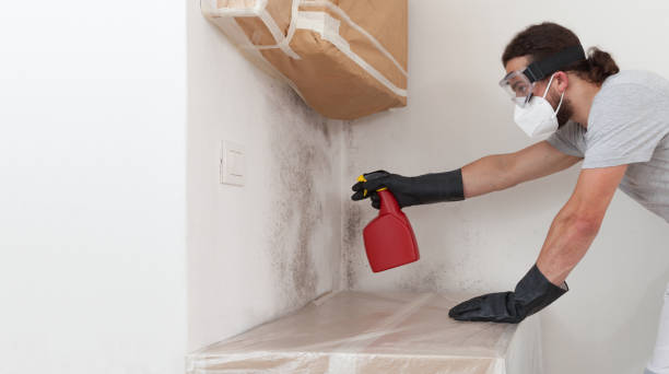 Professional Basement Mold Remediation technician working in Brentwood, TN