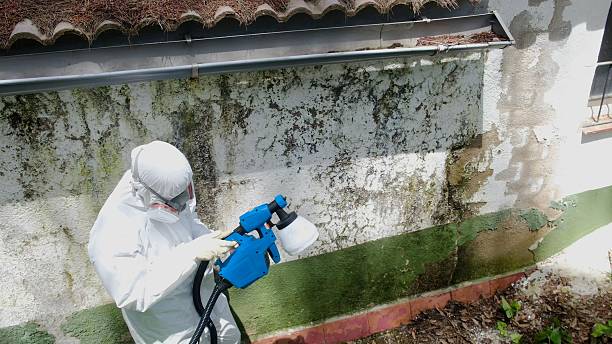 Top rated local Basement Mold Remediation specialists in Brentwood, TN